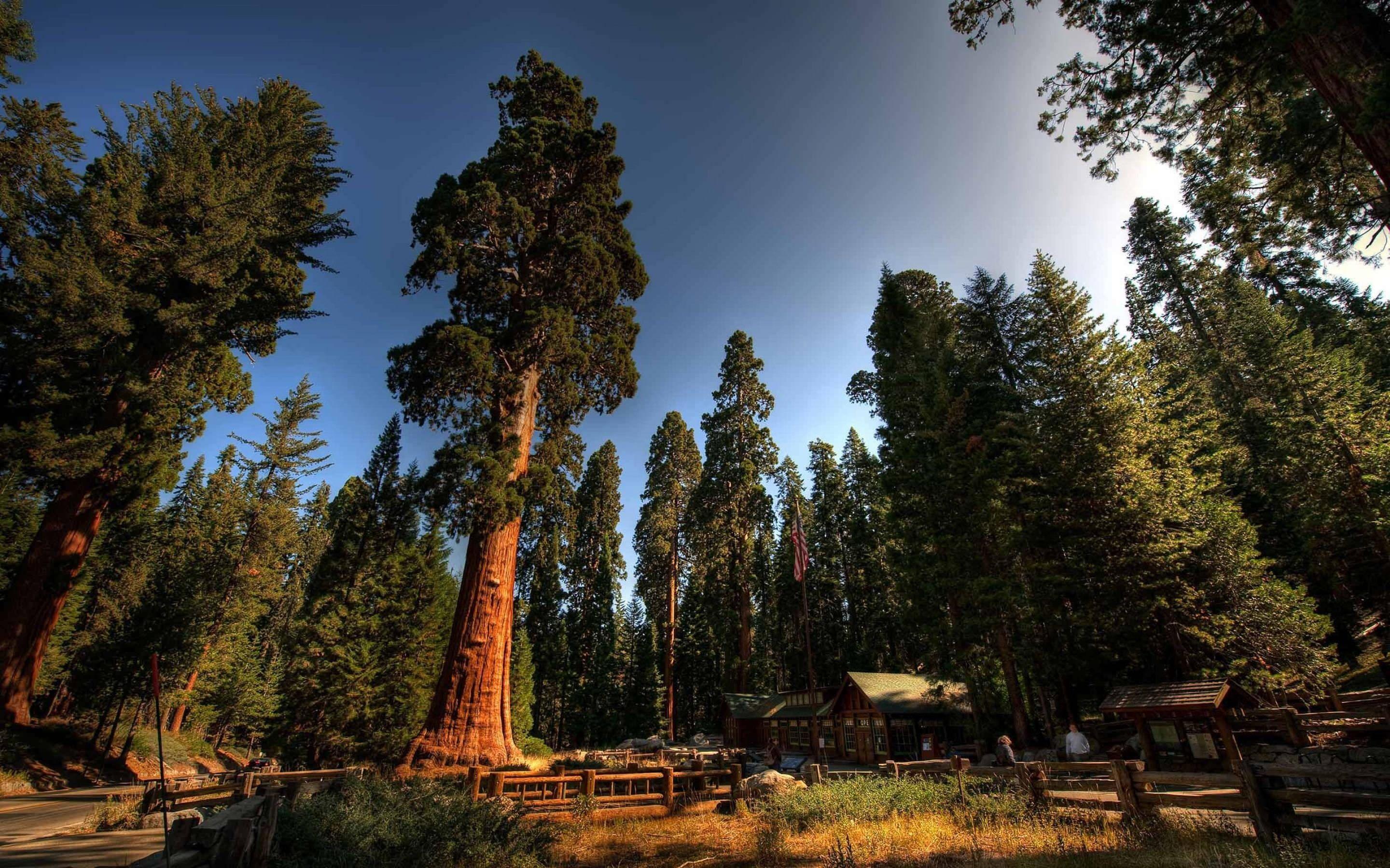 trees